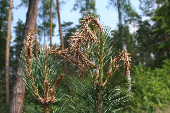 Objawy&#x20;porażenia&#x20;przez&#x20;grzyb&#x20;Sphaeropsis&#x20;sapinea&#x2e;